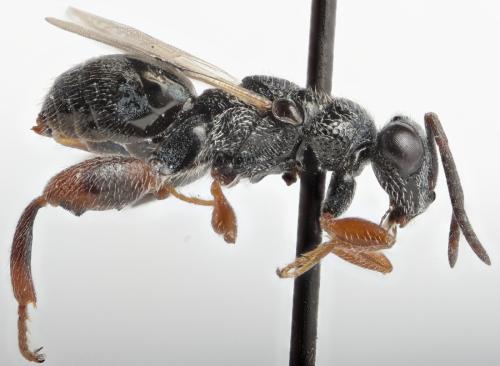 Réf. 294 608 : Neohybothorax sp.